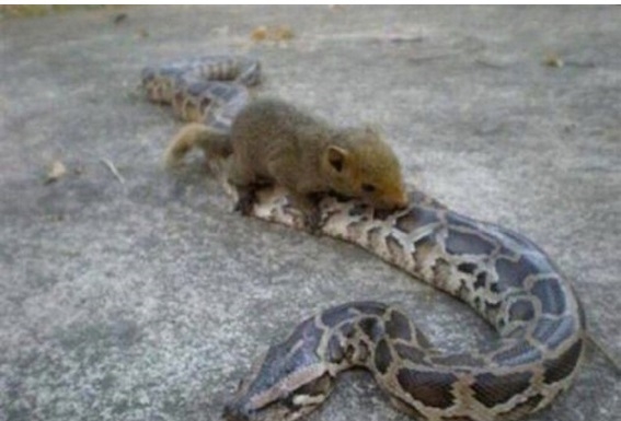 wąż, myszka- pasażer na gapę.jpg